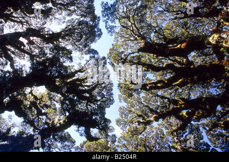 Auvent d'hêtre de montagne (Nothofagus solandri)en hiver vu du dessous, sommet clé, Routeburn Track, Fiordalnd, Nouvelle-Zélande Banque D'Images