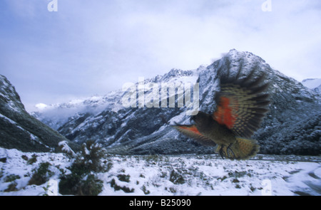 Kea (Nestor notabilis) en vol, Fiordland, Nouvelle-Zélande Banque D'Images