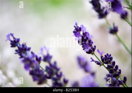 Lavandula angustifolia. En fleurs de lavande Banque D'Images