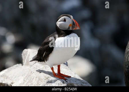 Macareux moine (Fratercula arctica) - Iles Farne, Northumberland, Angleterre Banque D'Images