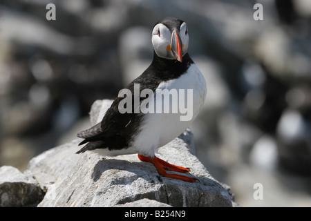 Macareux moine (Fratercula arctica) - Iles Farne, Northumberland, Angleterre Banque D'Images