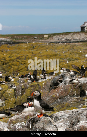 Macareux moine (Fratercula arctica) on parade - Iles Farne, Northumberland, Angleterre Banque D'Images