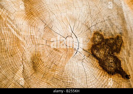 Anneaux annuels - Cutted arbre, forêt nationale Kaibab en Arizona, États-Unis Banque D'Images