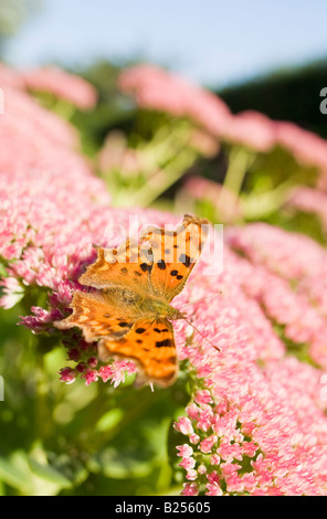 Comma Butterfly se nourrissant de Sedum Rose Banque D'Images