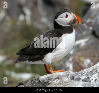 Macareux moine (Fratercula arctica) - Iles Farne, Northumberland, Angleterre Banque D'Images