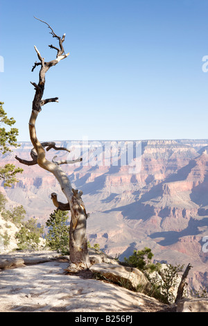 Voir à partir de la rive sud du Grand Canyon en Arizona USA Banque D'Images