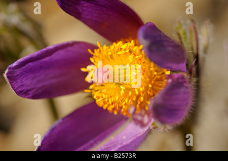 Pasque Flower, Pulsatilla vulgaris, Suisse Banque D'Images