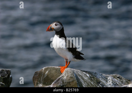 Macareux moine (Fratercula arctica) - Iles Farne, Northumberland, Angleterre Banque D'Images