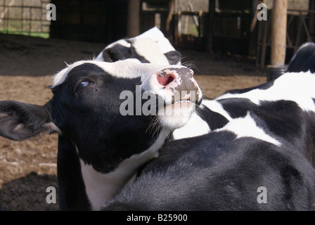 Vache curieuse Banque D'Images