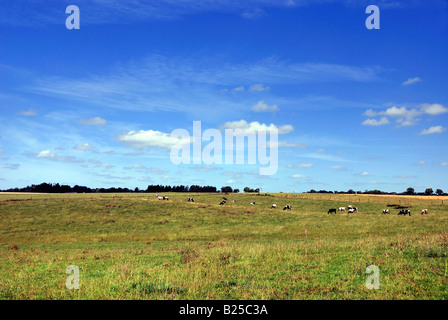 Vaches qui paissent dans les champs à Azincourt Banque D'Images