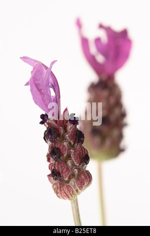 Lavandula stoechas lavande française connue sous le nom d'été parfumé fleur sur blanc avec copyspace Banque D'Images