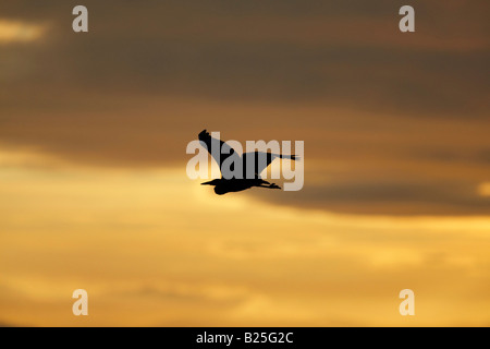 Héron cendré (Ardea cinerea), volant au lever du soleil - Seahouses, Northumberland Banque D'Images