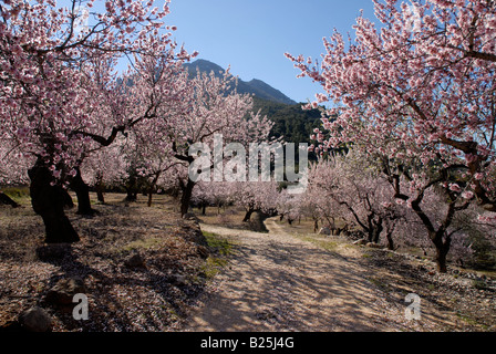 La voie d'orchard amande en fleurs, près de l'Fachecha, Province d'Alicante, Communauté Valencienne, Espagne Banque D'Images