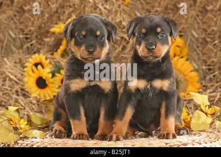 Rottweiler - deux chiots - séance Banque D'Images
