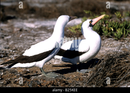 Une paire de fous masqués Sula dactylatra asseoir et regarder le monde passer par sur l'île de Genovesa aux Galapagos Banque D'Images