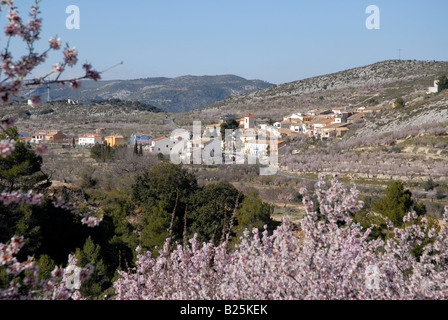 Vue village de Fachecha avec amandier en fleurs, près de l'Fachecha, Province d'Alicante, Communauté Valencienne, Espagne Banque D'Images