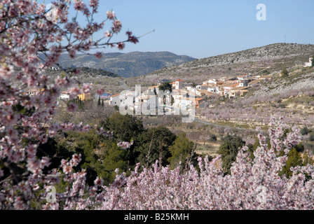 Vue village de Fachecha avec amandier en fleurs, près de l'Fachecha, Province d'Alicante, Communauté Valencienne, Espagne Banque D'Images