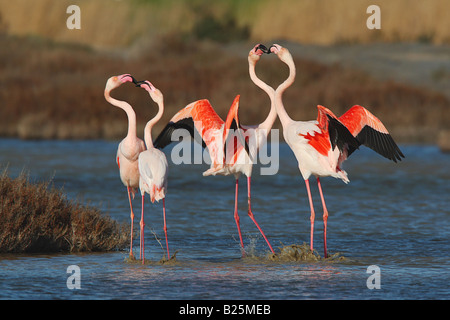 Plus de flamants roses - debout dans l'eau / Phoenicopterus roseus Banque D'Images