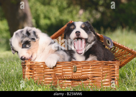 Deux chiots berger australien - assis dans le panier Banque D'Images