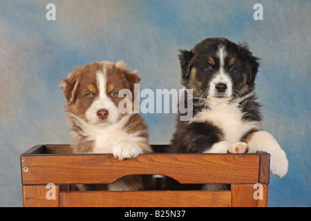 Deux chiots berger australien - assis dans la poitrine Banque D'Images