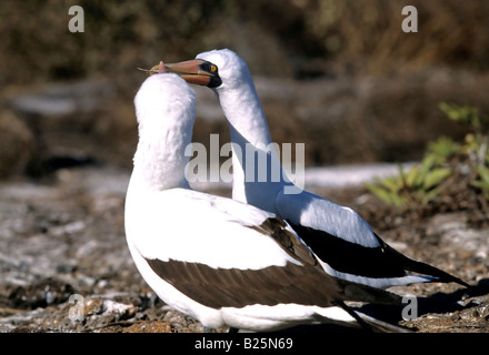 Un couple reproducteur de fous masqués Sula dactylatra s'asseoir sur les rochers de l'île de Genovesa dans les îles Galapagos de l'Équateur Banque D'Images