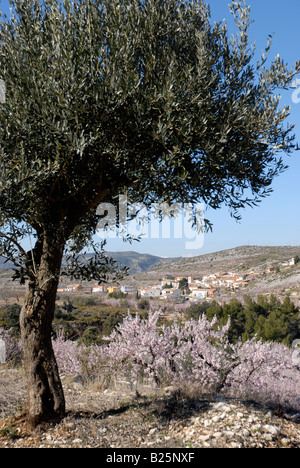 Vue village de Fachecha avec amandier en fleurs, près de l'Fachecha, Province d'Alicante, Communauté Valencienne, Espagne Banque D'Images