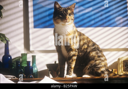 - Cat sitting on table Banque D'Images