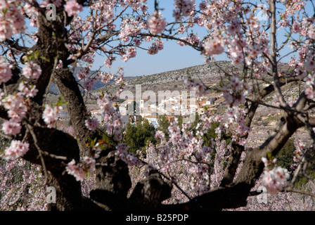 Vue village de Fachecha avec amandier en fleurs, près de l'Fachecha, Province d'Alicante, Communauté Valencienne, Espagne Banque D'Images