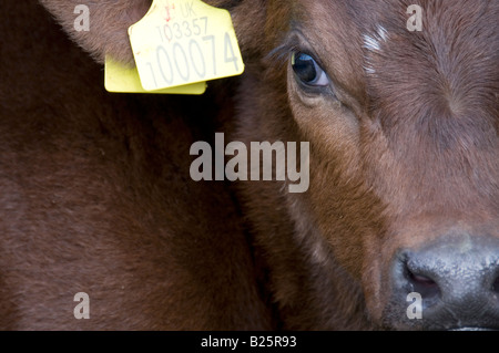 Red Angus veau à l'oreille. Banque D'Images