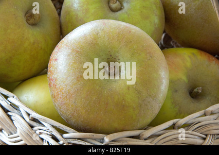 Ashmeads Les pommes du noyau dans un vieux panier en osier Banque D'Images