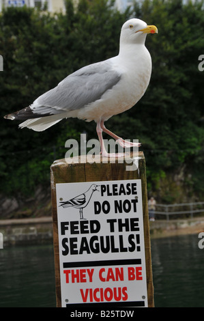 17/07/2008 par Pic Sean Dewhurst une mouette sur un poste dans le port de Looe avec signe de ne pas nourrir les mouettes Banque D'Images