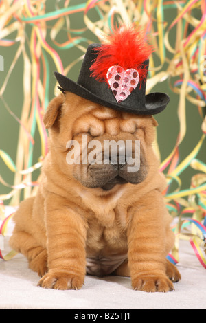Shar Pei chiots avec hat entre courants de papier Banque D'Images