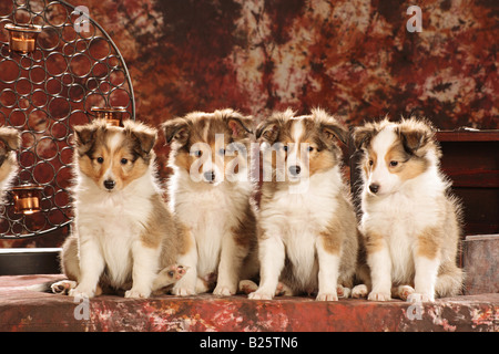 Quatre chiots Sheltie - séance Banque D'Images