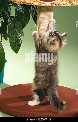Chat des forêts sibériennes au chat Banque D'Images