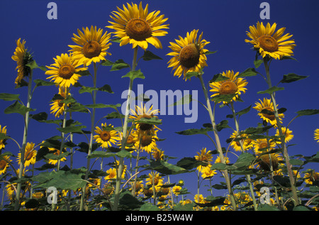 Champ de tournesols Banque D'Images