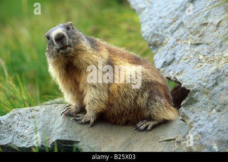 Marmotte alpine - assis sur des pierres / marmota Banque D'Images