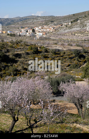 Vue village de Fachecha avec amandier en fleurs, près de l'Fachecha, Province d'Alicante, Communauté Valencienne, Espagne Banque D'Images