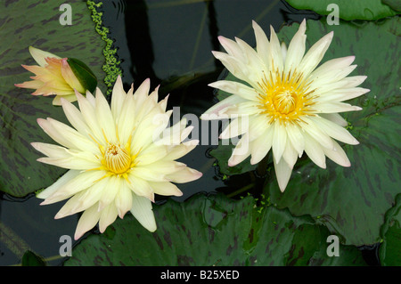 Deux fleurs de nénuphar jaune Banque D'Images