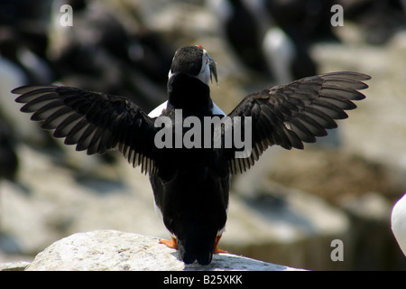 Macareux moine (Fratercula arctica) affichage ailes à Northumberland îles Farne Banque D'Images