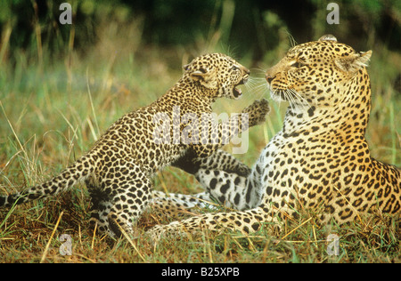 Avec leopard cub / Panthera pardus Banque D'Images