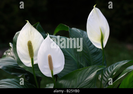 Spathiphyllum wallisii Peace Lily détail des fleurs blanches plante d'intérieur gros plan vente sur alamy en exposition aux USA US horizontal haute résolution Banque D'Images