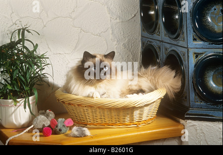 Chat sacré de birmanie - Lying in basket Banque D'Images