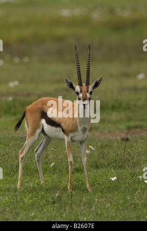 Gazelle de Thompson Banque D'Images