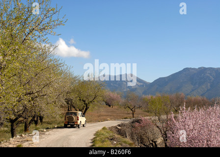 4x4 stationné sur une route de campagne avec des amandiers en fleurs, près de Benimassot, Province d'Alicante, Communauté Valencienne, Espagne Banque D'Images