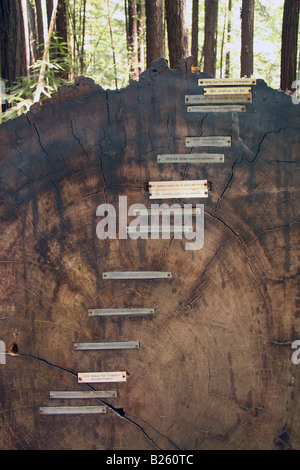 Coupe transversale d'un tronc d'arbre redwood tree rings et chronologie des étiquettes. Banque D'Images