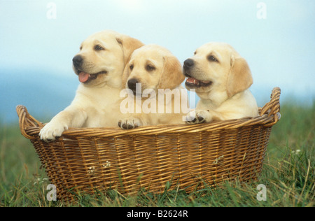 Trois petits labrador retriever - assis dans le panier Banque D'Images