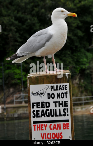 17/07/2008 par Pic Sean Dewhurst une mouette sur un poste dans le port de Looe avec signe de ne pas nourrir les mouettes. Banque D'Images