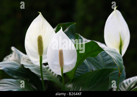 Spathiphyllum wallisii Peace Lily détail des fleurs blanches gros plan gros plan personne n'affiche un arrière-plan flou flou aux États-Unis haute résolution Banque D'Images