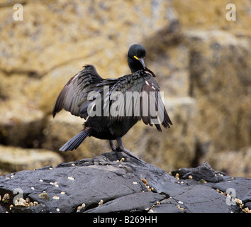 Grand Cormoran se lisser Banque D'Images