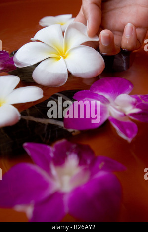 Fleurs d'orchidée dans un spa, le One & Only Reethi Rah Resort, Maldives Banque D'Images